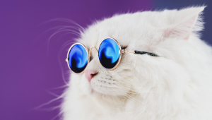 Social Media Videos