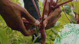 Trailer Detroit Partnership for Food, Learning and Innovation (DPFLI)